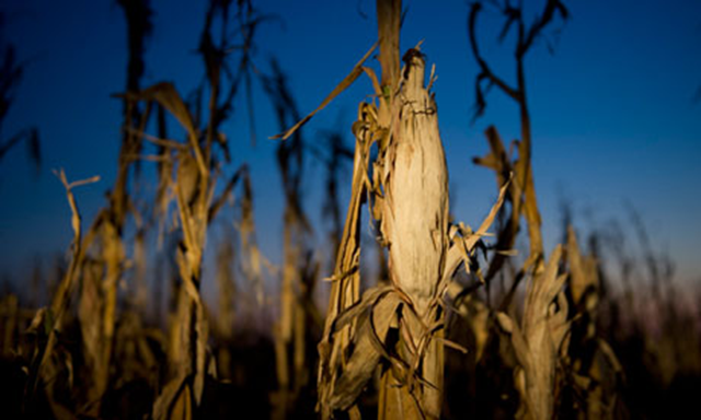 Maize on a drought-hit farm in Indiana, summer 2012. The U.S. maize harvest is down by more than 100m tonnes on what was expected. Saul Loeb / AFP / Getty Images
