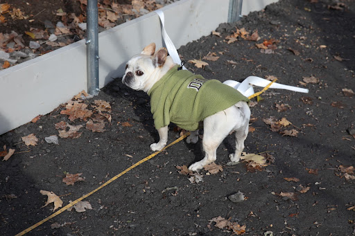 The poly sheeting will help retain heat to keep all of the tropical plants at the right temperature through the winter. Let's measure first to make sure we have the right size.  I have this end, Francesca!