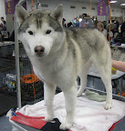 Siberian Husky