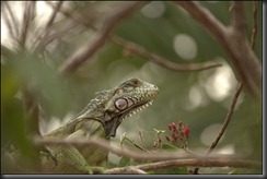 LL - iguana LL - iguana