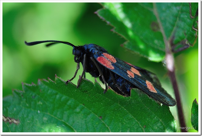 Zygaena trifolii