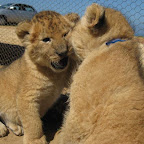 lion8.jpg