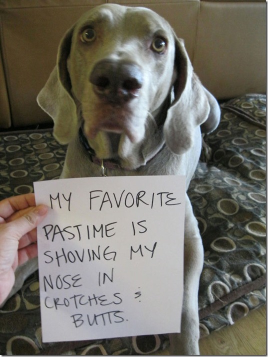 dog-shaming-bad-34