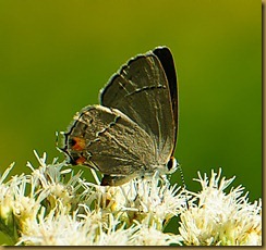 untitled Gray Hairstreak-MSB_1521 September 10, 2011 NIKON D300S