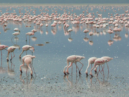 Safari: Flamingoes