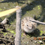DSCN9516-MOTION.gif