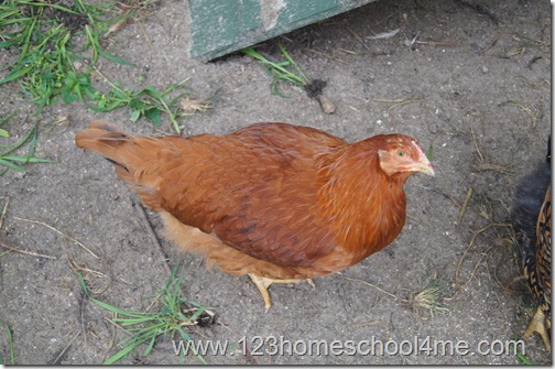 Backyard Chickens: New Hampshire Red Backyard Chickens: New Hampshire Red