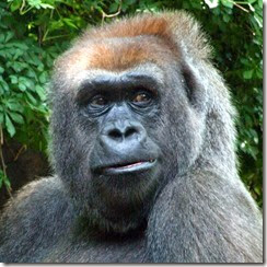 gorilla-2-bronx-zoo%255B4%255D