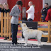 Exposiciones Caninas