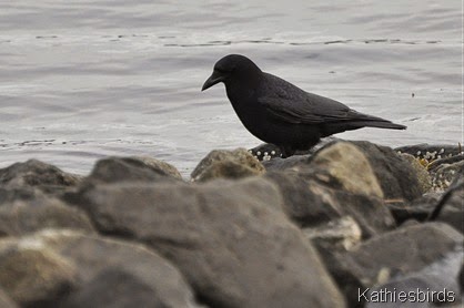 20. Dec-21-14 crow on the rocks-kab