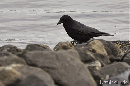 20. Dec-21-14 crow on the rocks-kab 20. Dec-21-14 crow on the rocks-kab