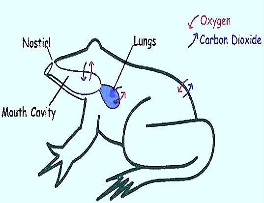 Biozoom Respiratory Organs Of Fish Frog Comparision Biozoom Respiratory Organs Of Fish Frog Comparision