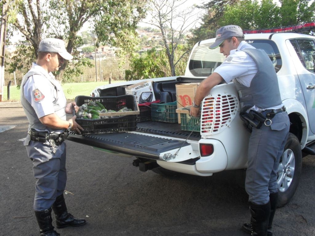 [papagaios02%255B3%255D.jpg]