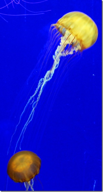 DSC_5474 DSC_5474