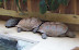 National Zoo in August