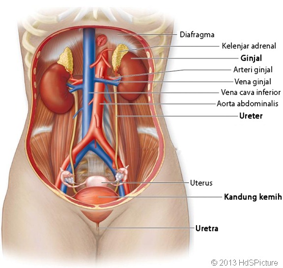 gambar letak ginjal dan bagian-bagiannya dalam Bahasa Indonesia