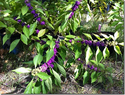 purple plant (1024x765)