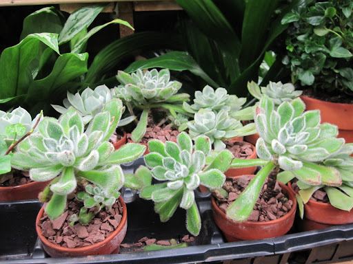 There are also small potted plants that can be found throughout the store.