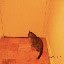 cats_chance_2010-05-22_01.JPG
