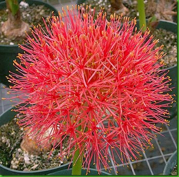 Haemanthus multiflorus Haemanthus multiflorus