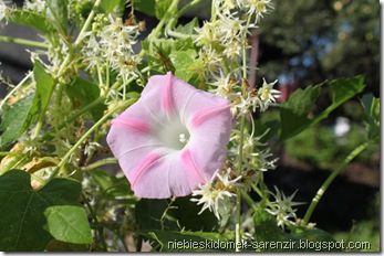 IMG_3059m IMG_3059m