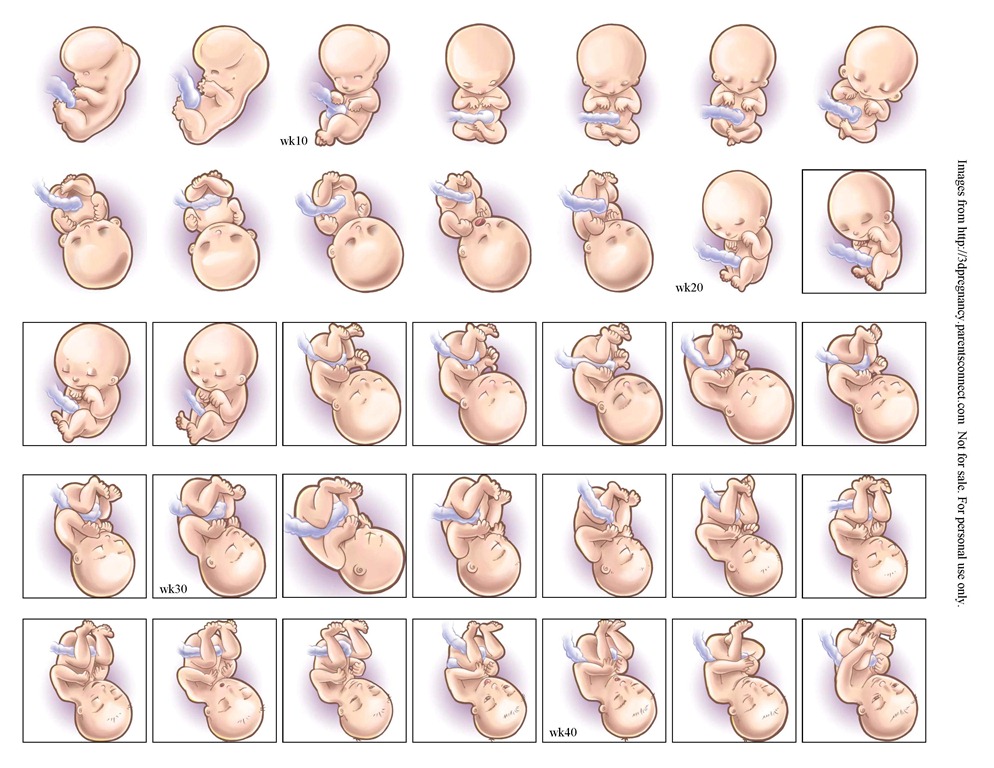 [Pregnancy%2520Calendar%2520for%2520Kids%2520pg2%255B5%255D.jpg]