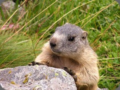 Osservatorio Eco-Faunistico Alpino marmotta Osservatorio Eco-Faunistico Alpino marmotta