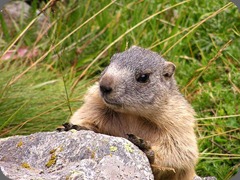 Osservatorio Eco-Faunistico Alpino marmotta