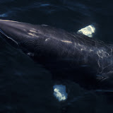 Minke whale