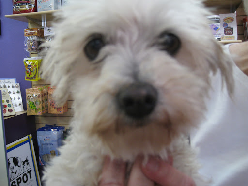 Having been through so much, many in the community felt this sweet pooch simply had to have a chance at happiness and love. Having been through so much, many in the community felt this sweet pooch simply had to have a chance at happiness and love.
