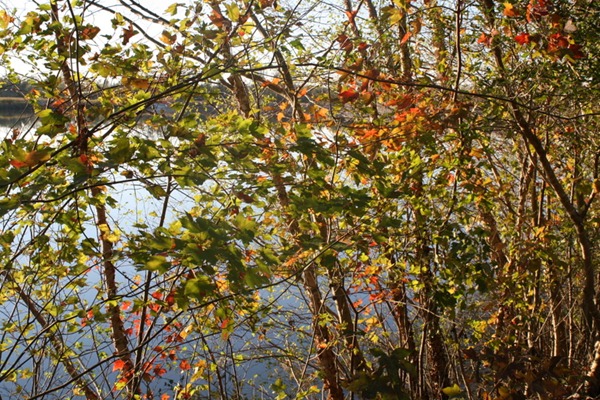 Pumpkin Spice Lattes, Friends, and Walking Trails 138-1