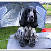 Pedigree Dogs 021.jpg