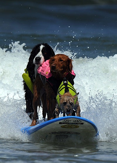 6th-surf-dog-comp6 6th-surf-dog-comp6