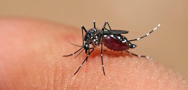 [Dicas-Para-Evitar-a-Dengue-em-Casa-www.mundoaki.org%255B4%255D.jpg]