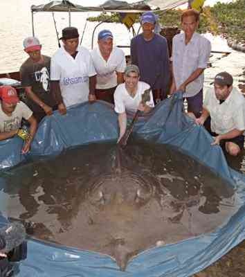 [sting-ray1.jpg]