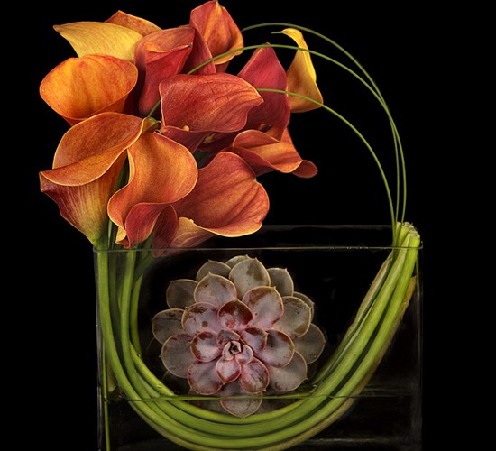 [Succulent-Beauty-Mark-ovando6.jpg]