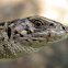 Viviparous lizard