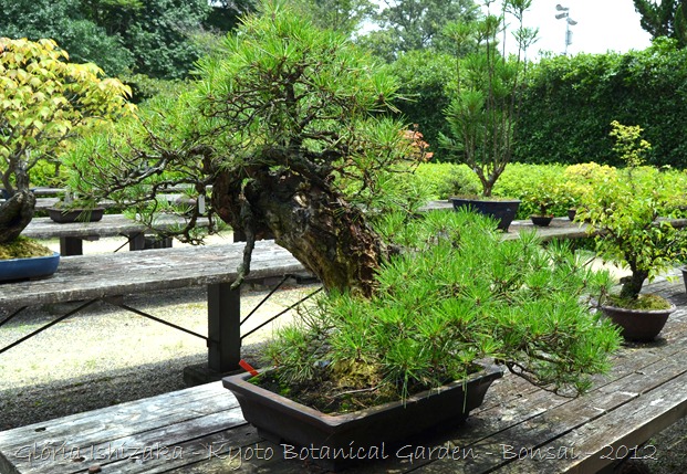 Glória Ishizaka -   Kyoto Botanical Garden 2012 - 59
