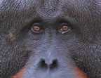 Orangutan Album Slideshow