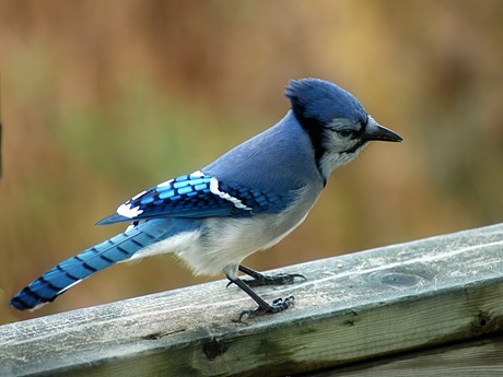 blue-jay-facts2