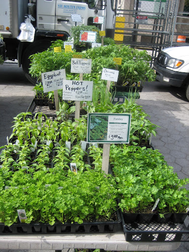 Summer vegetable plants waiting to be taken home and planted