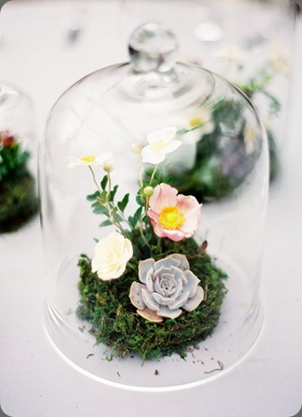 8 poppies and posies