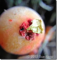 Sue Reno, Calostoma lutescens, macro view 1