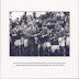Thumbnail - Shamrock Senior Teams
