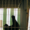 Poultry 007.jpg