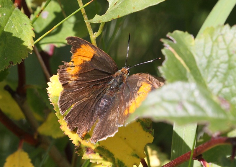[brown_hairstreak1%255B3%255D.jpg]