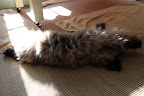 Oh fine, I'll stretch out and nap in the sun, too.  See if I ever try to better you again!