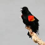 Red-winged Blackbirds