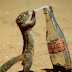 funny-animals-32.jpg