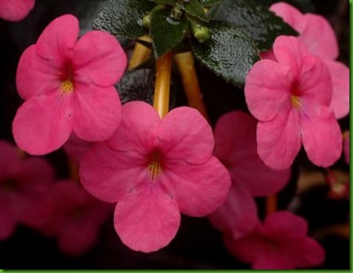 Achimenes Charm Achimenes Charm